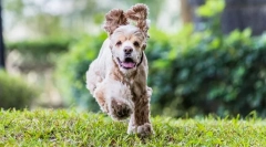 American cocker spaniel (снимка): преданоотдаден и красив приятел, deft hunter
